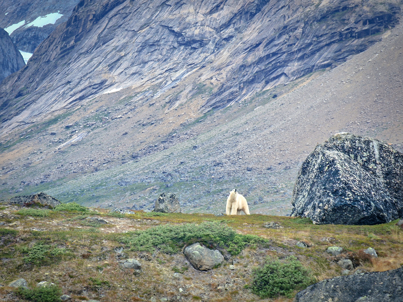 Odissea Borealis, Groenland, Matteo Della Bordella, Alex Gammeter, Silvan Schüpbach, Symon Welfringer - Un ours polaire aperçu lors de la première ascension de 'Odissea Borealis' sur la face nord-ouest du Drøneren au Groenland (Matteo Della Bordella, Alex Gammeter, Silvan Schüpbach, Symon Welfringer, été 2024)