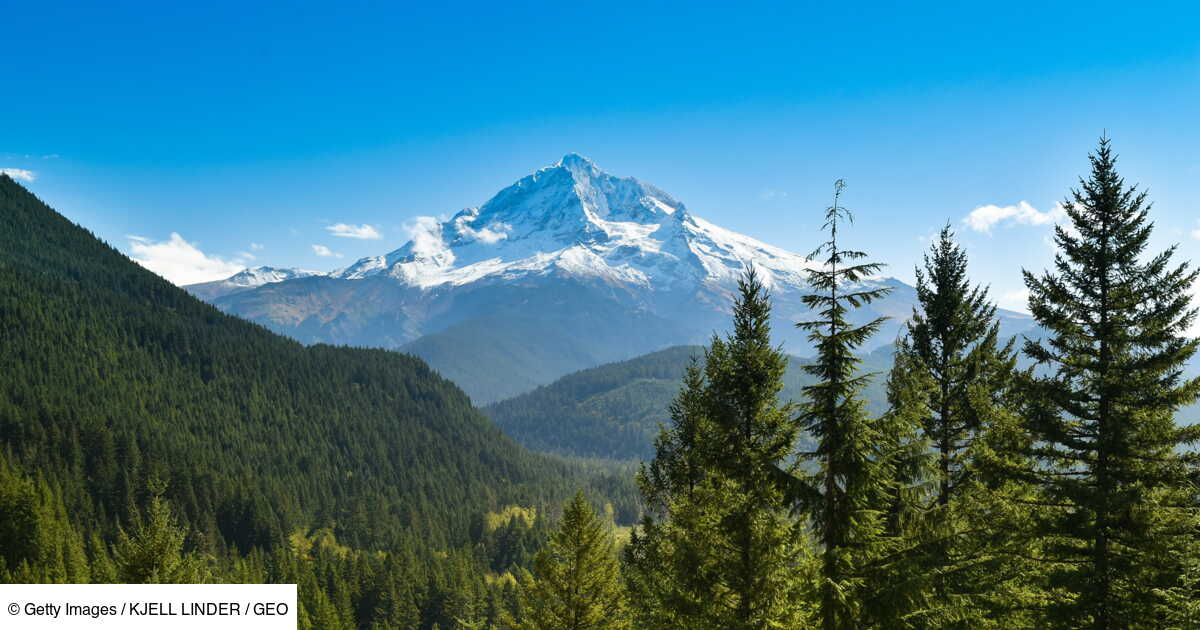 Croissance excessive des arbres