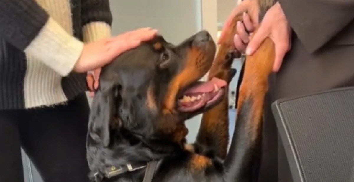 Elle emmène son Rottweiler au travail pour la première fois