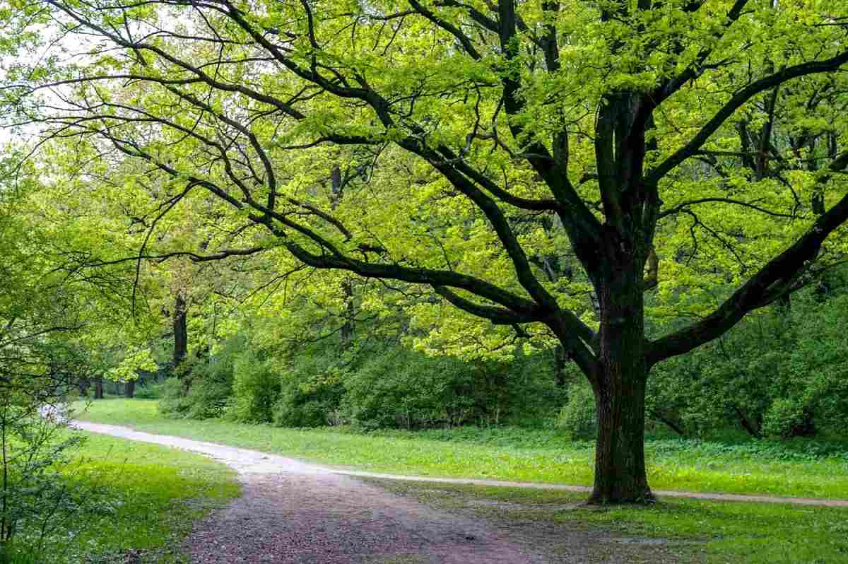 Les 5 arbres à planter en octobre