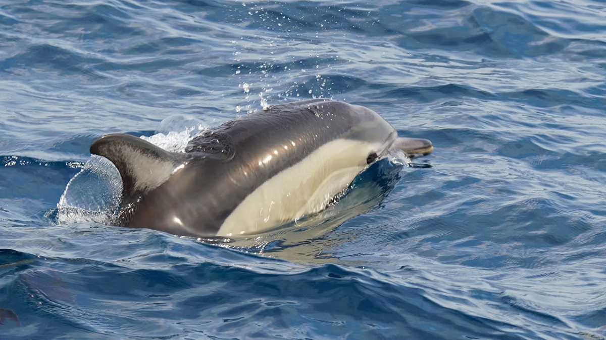 Victoire pour les dauphins