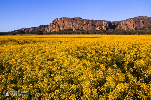 Mont Arapiles, Australie - Aube du canola. Mont Arapiles, Victoria, Australie.