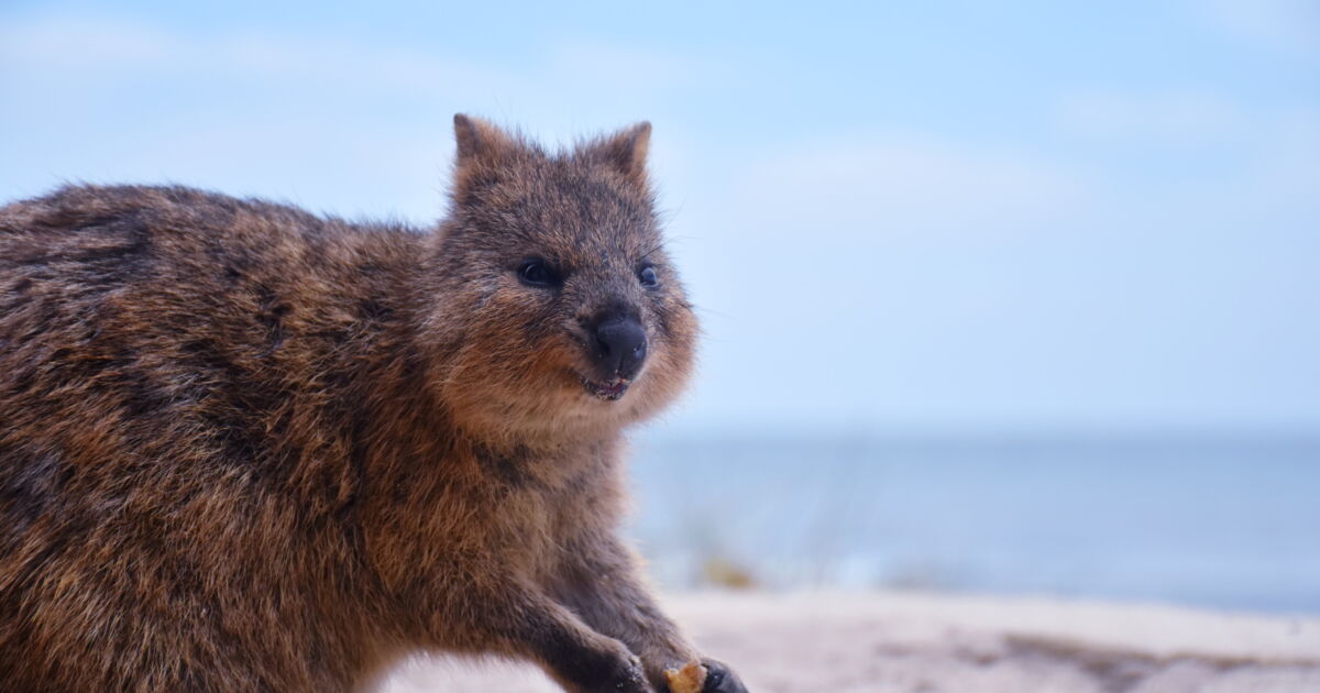 Animal le plus doux et bienveillant au monde