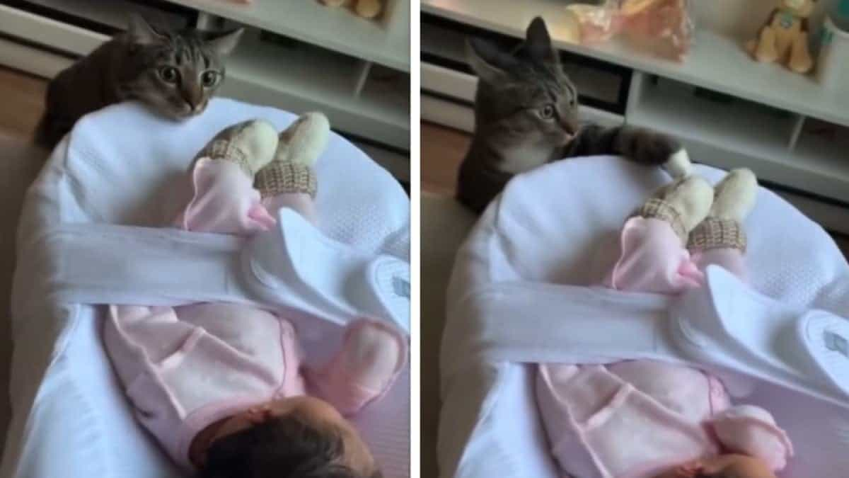 Ce chat voit un bébé pour la première fois