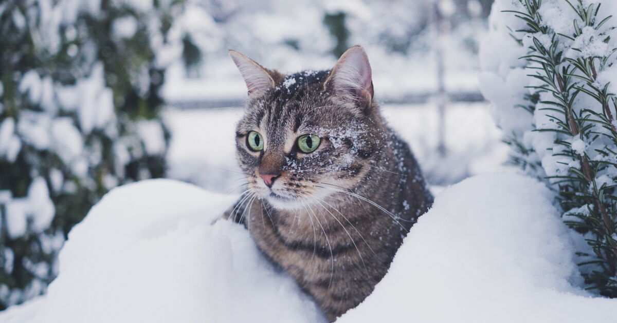 La température à laquelle votre chat peut attraper un rhume !