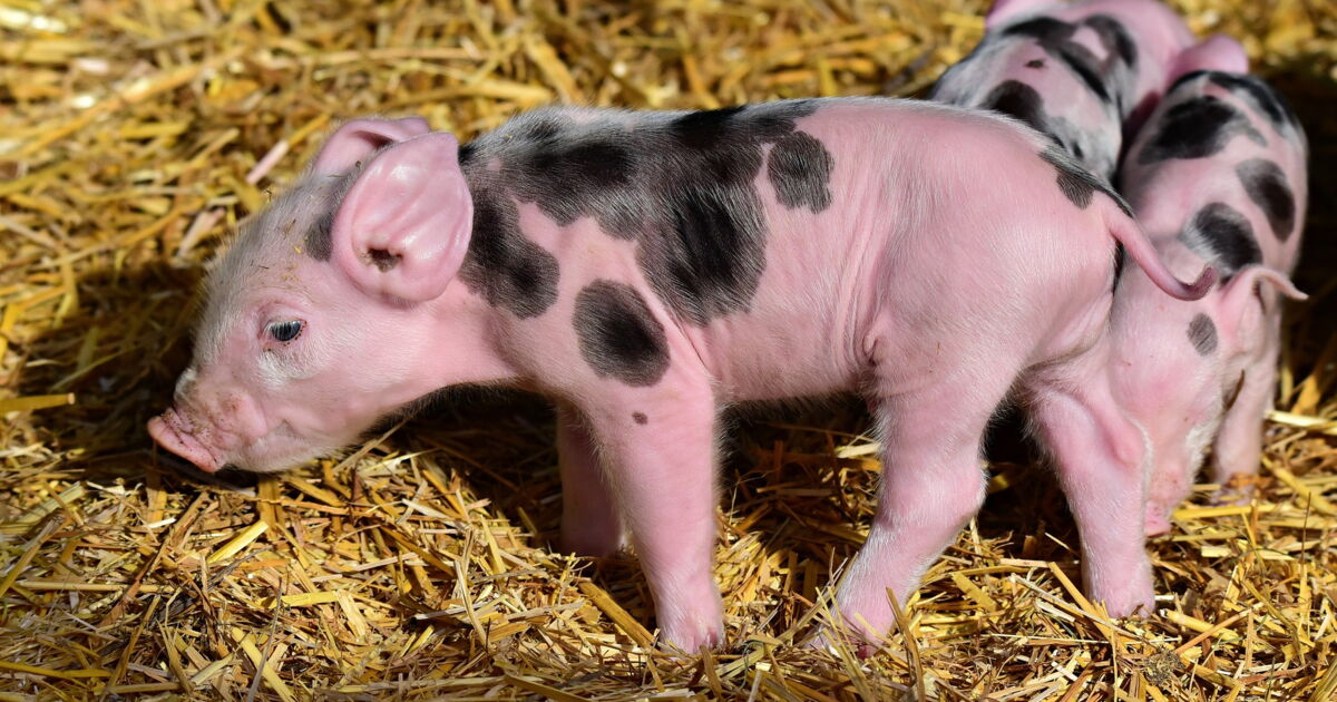 Cochon ou porc quelle est la véritable différence