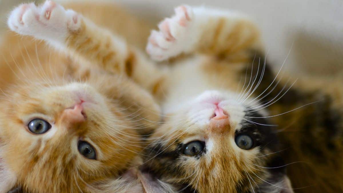 Il sauve deux chatons lors d’une promenade en forêt