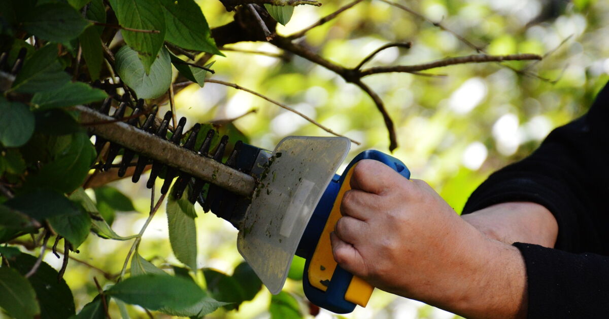 Peut-on couper les branches d’un arbre du voisin ?