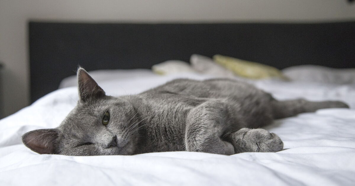 Pourquoi votre chat adore venir dormir avec vous ?