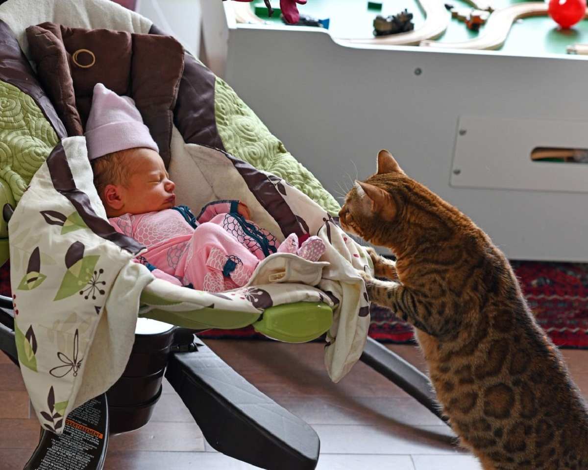 ce chat rencontre un bébé pour la première fois