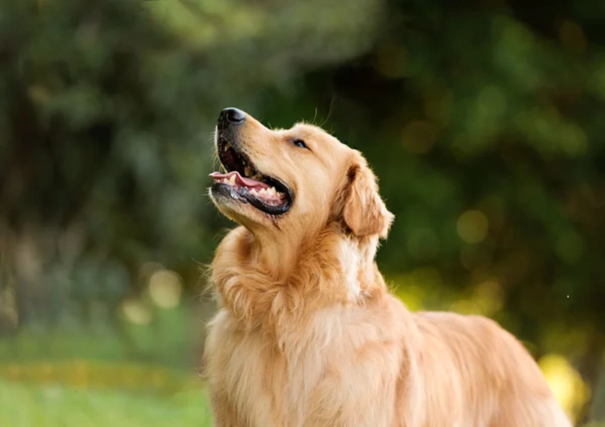 Race de chien considérée comme la moins intelligente selon une étude