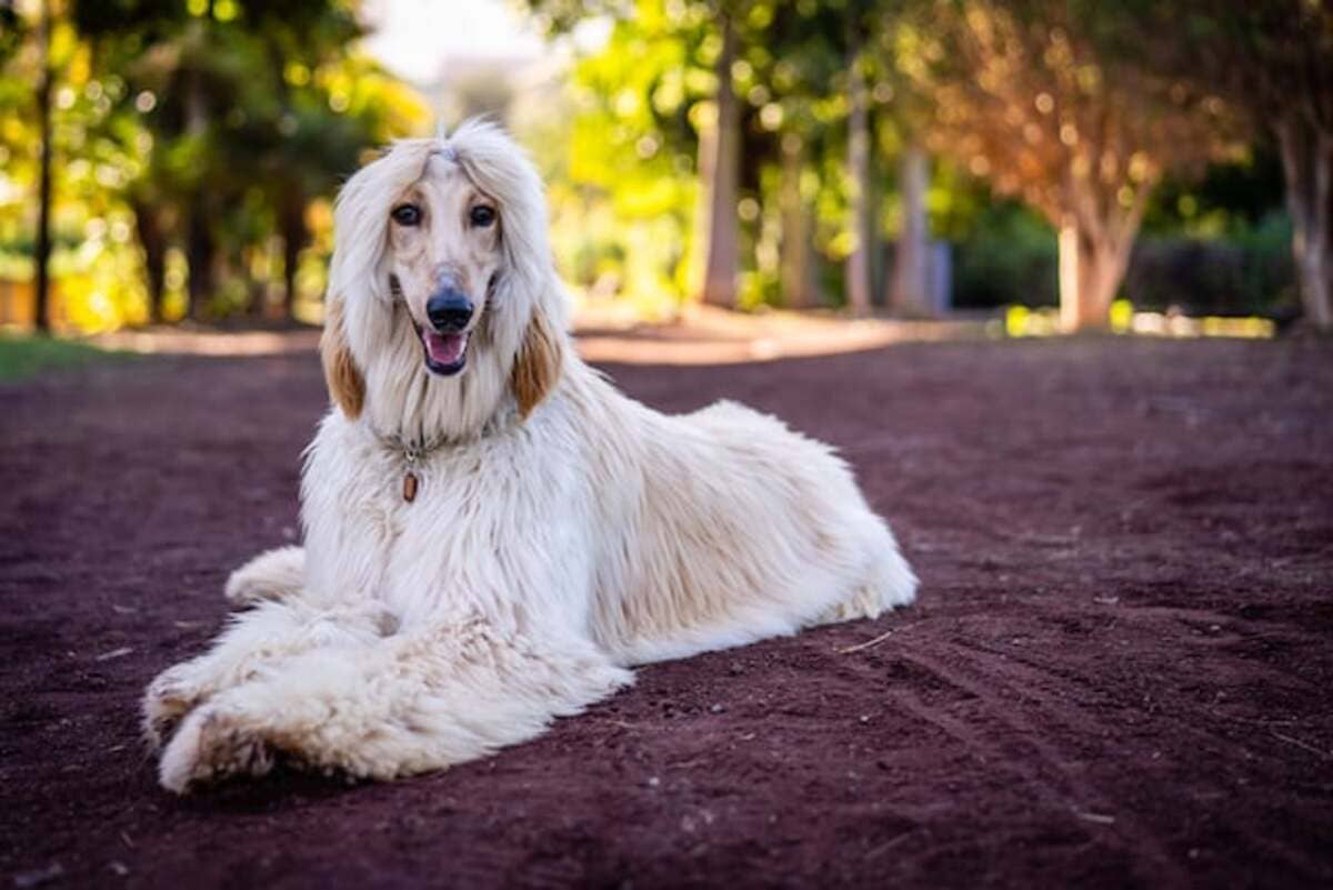 Race de chien considérée comme la moins intelligente