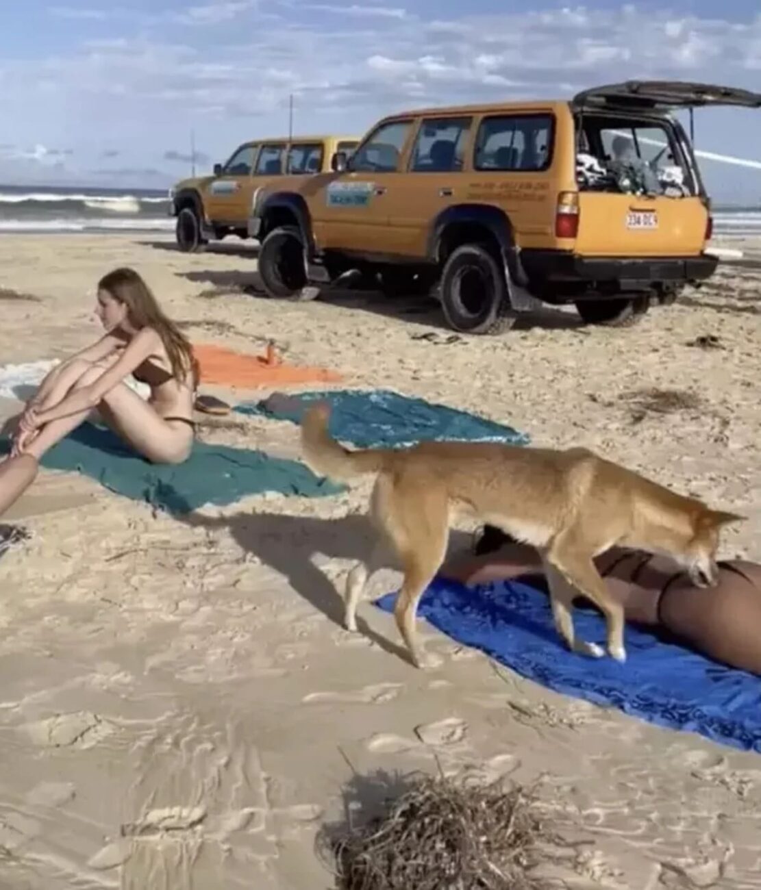 Une touriste française attaquée par un dingo