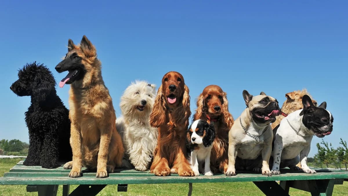 Voici la race de chien considérée comme la moins intelligente selon une étude