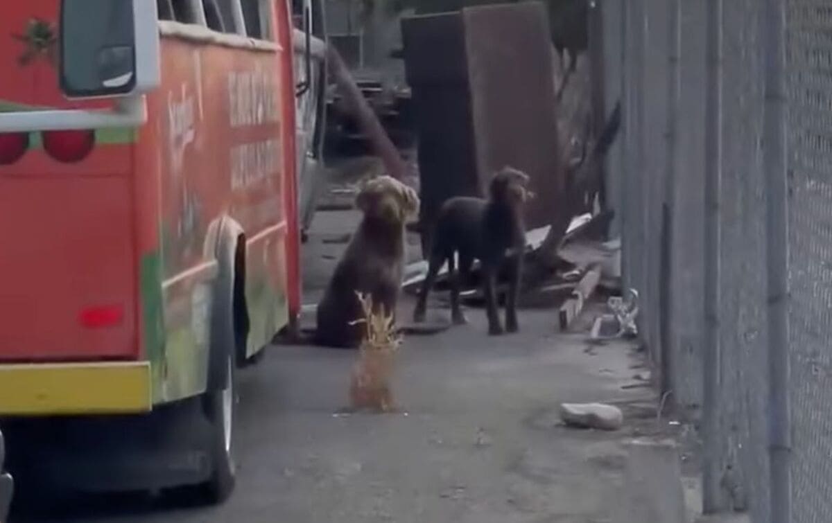 Deux chiens abandonnés