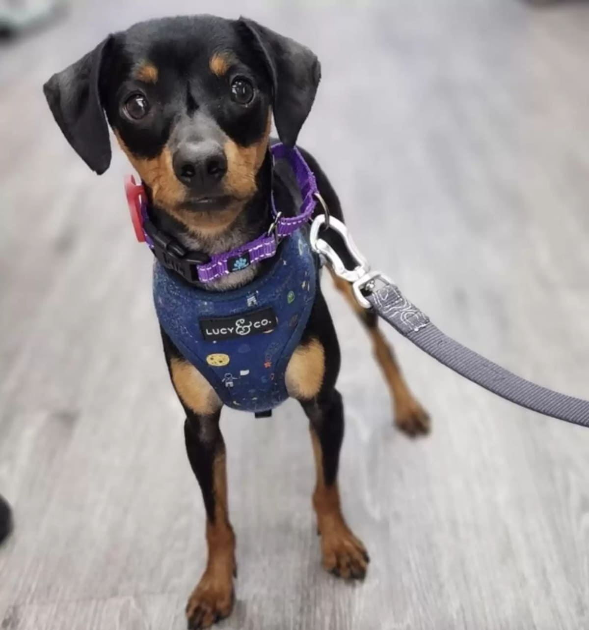 Les sauveteurs retrouvent un visage familier au loin