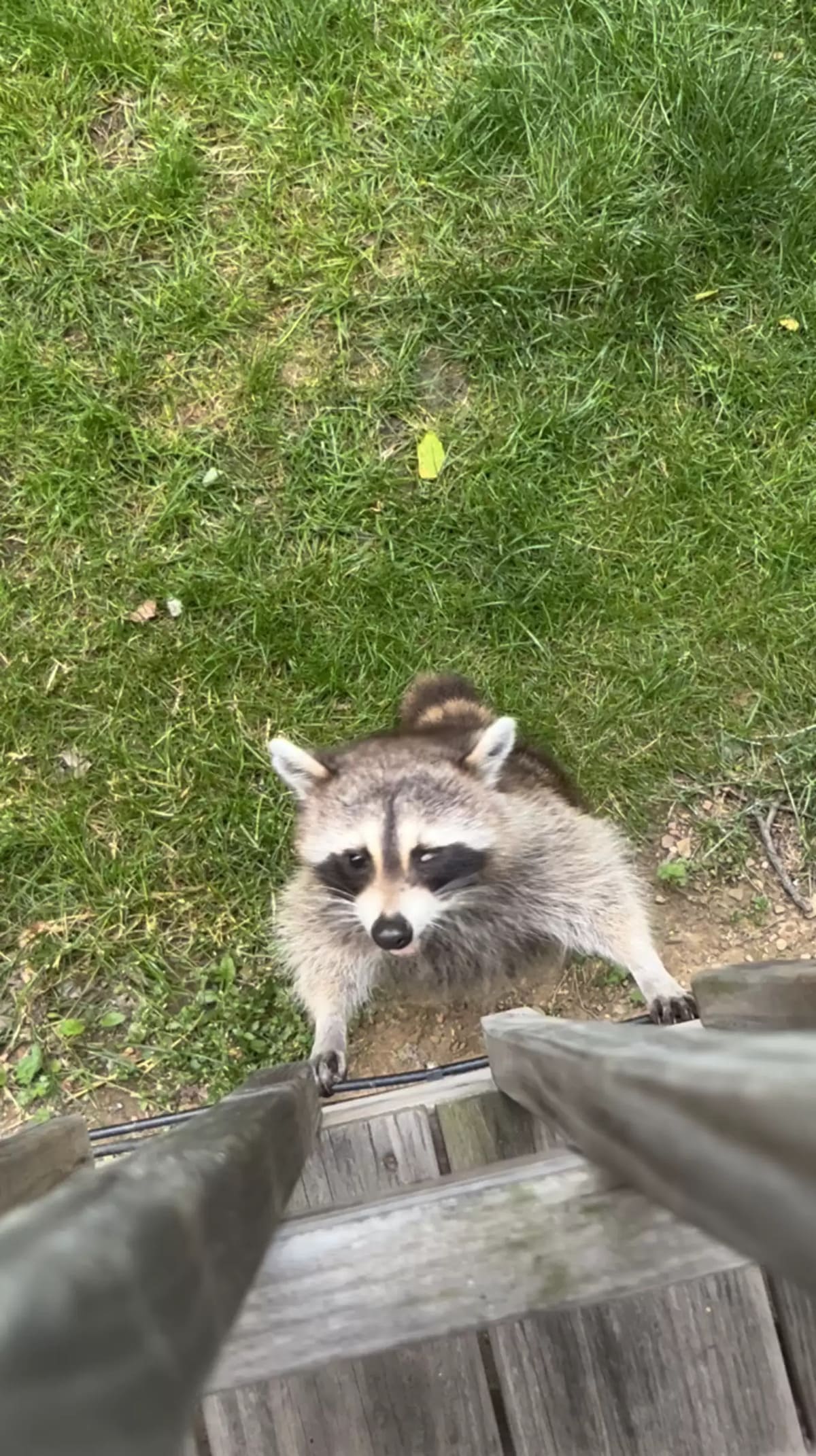bébés ratons laveurs