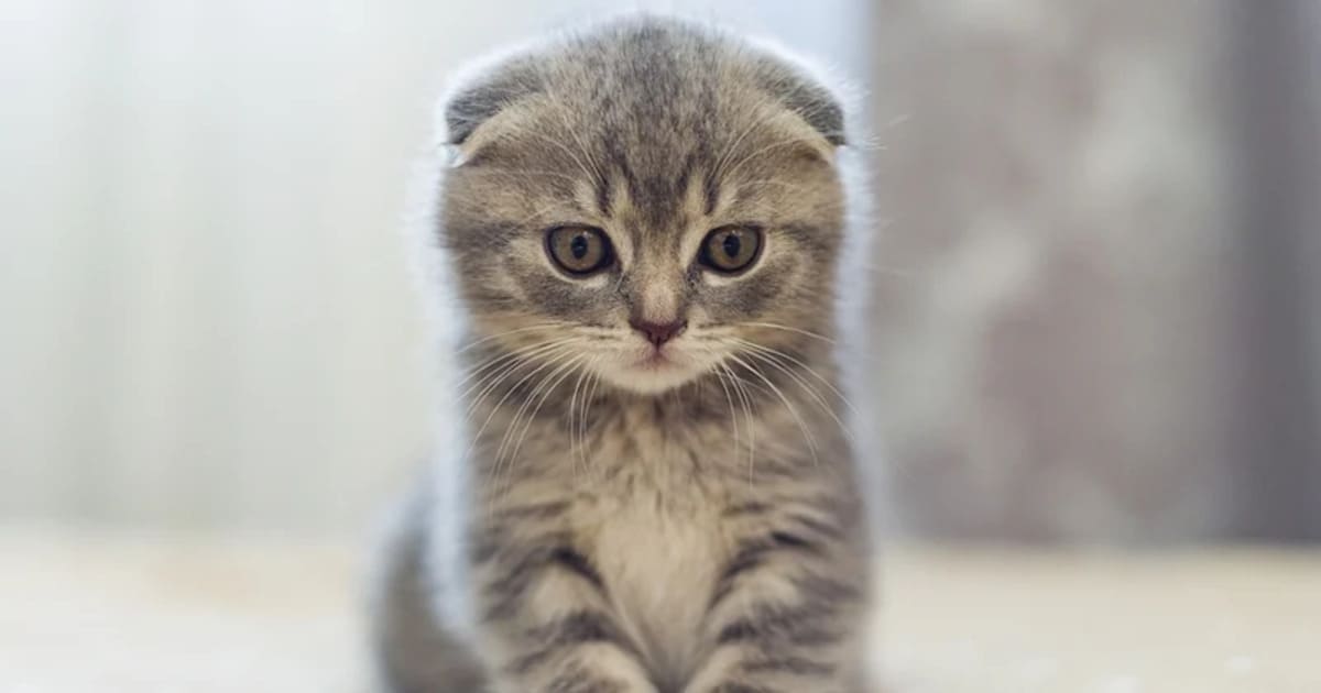 mises en scène "mignonnes" d’animaux sur TikTok