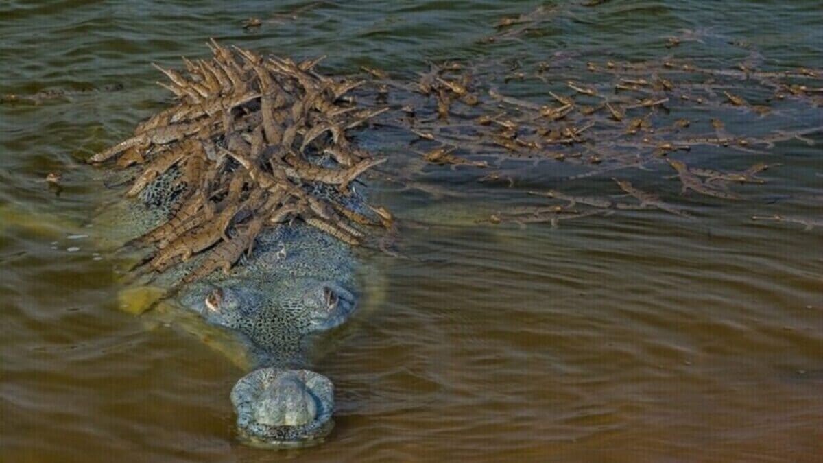 L’image de 100 bébés crocodiles sur le dos de leur père
