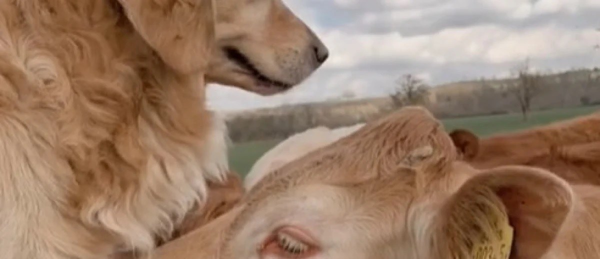 Ce golden retriever retrouve sa vache préférée
