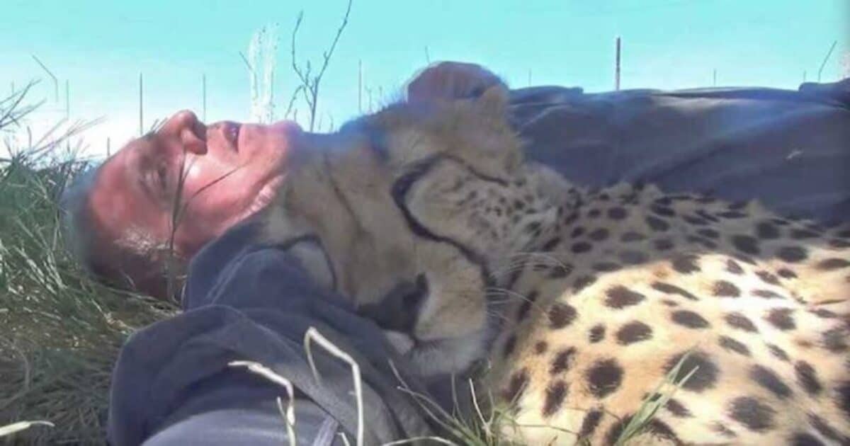 Ce photographe animalier s’est réveillé blotti contre un guépard 