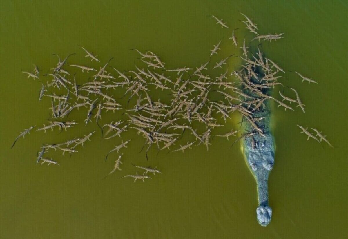 Cette image fascinante d’un crocodile et de ses 100 petits