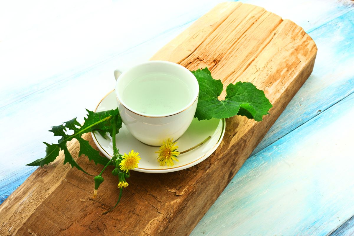 INFUSION DE PISSENLIT