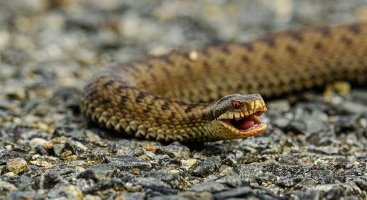 l’endroit à éviter absolument si vous ne voulez pas attirer les vipères