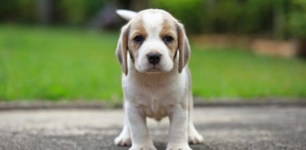 Les 10 races de chiens les plus affectueuses