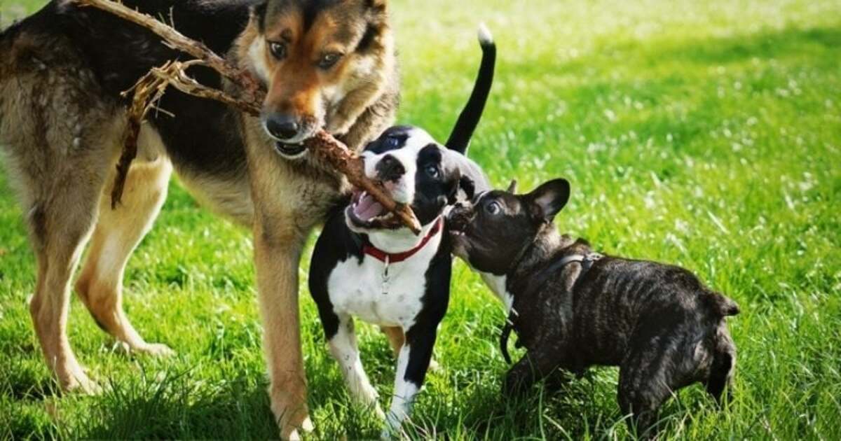 Les vétérinaires alertent