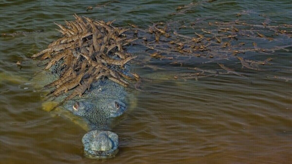 100 bébés crocodiles sur le dos de leur père