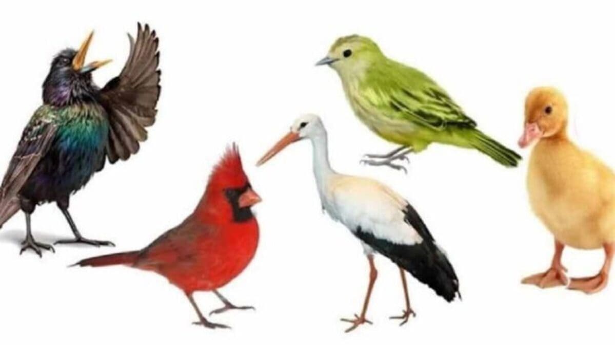 Quel oiseau adopteriez-vous ?