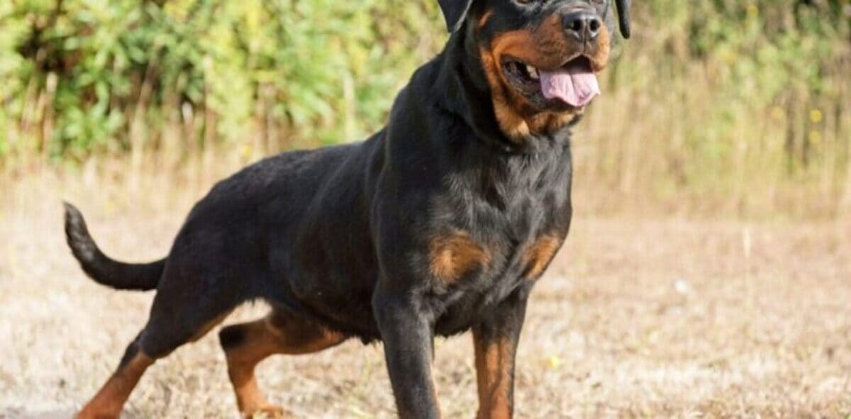 Top 5 des chiens de garde