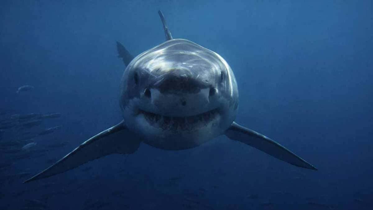 Un grand requin blanc