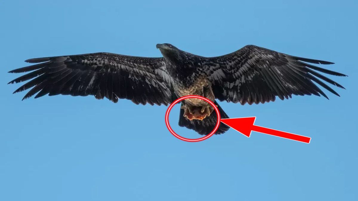 Un photographe immortalise un aigle