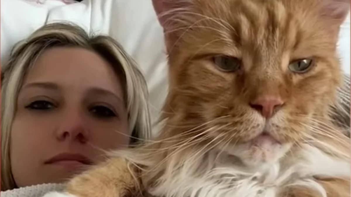 le chat géant aussi grand qu’un enfant de 9 ans