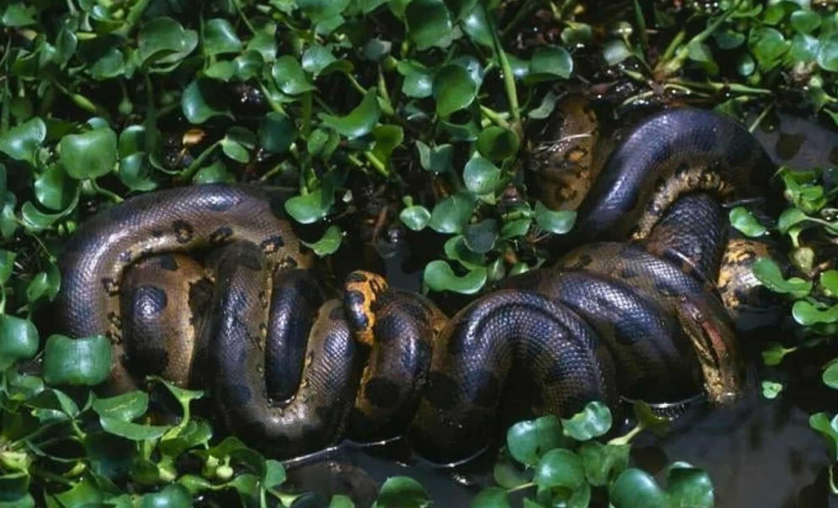 anaconda géante