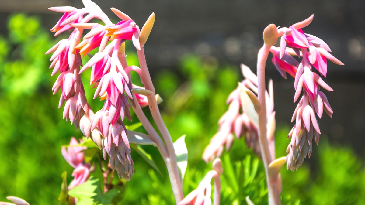 dire adieu aux pucerons