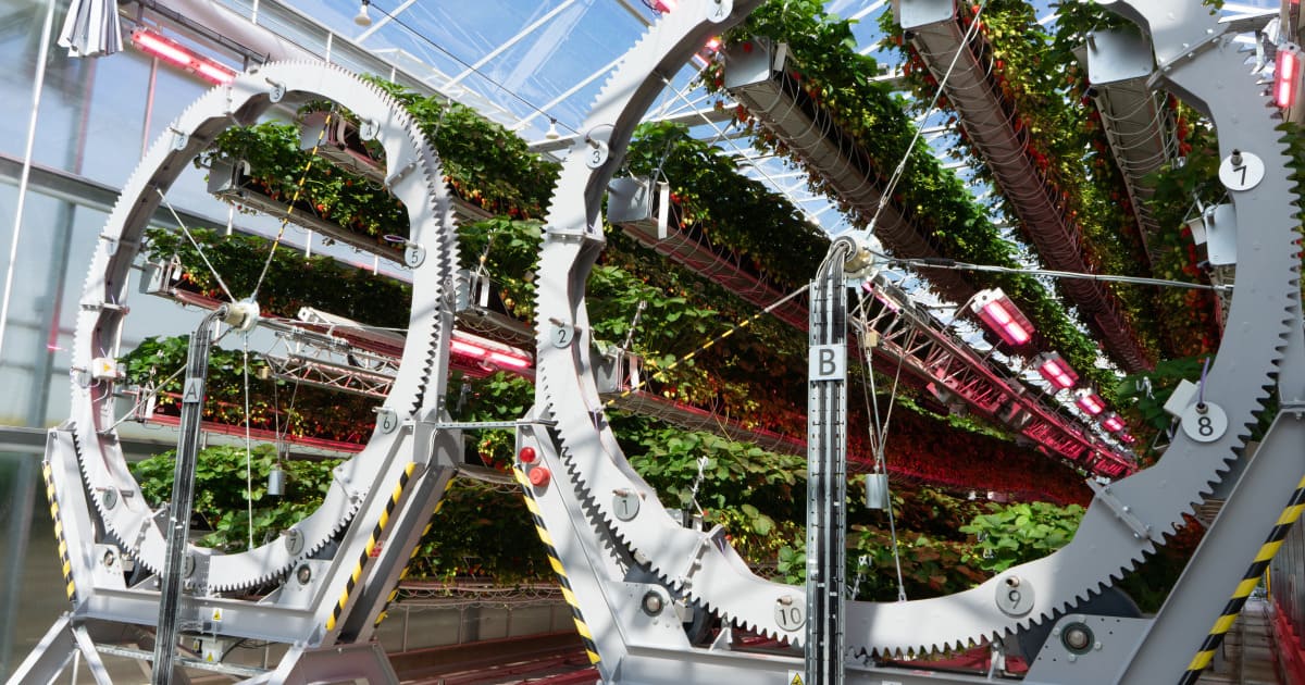 fraises dans les airs