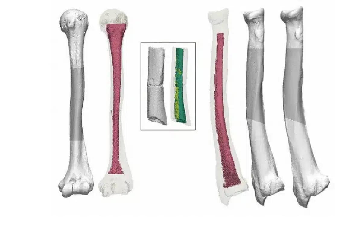 l’humanité des plus anciens fossiles du Japon