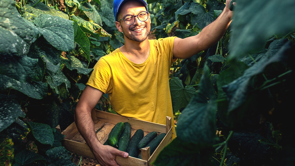 récolte de courgettes