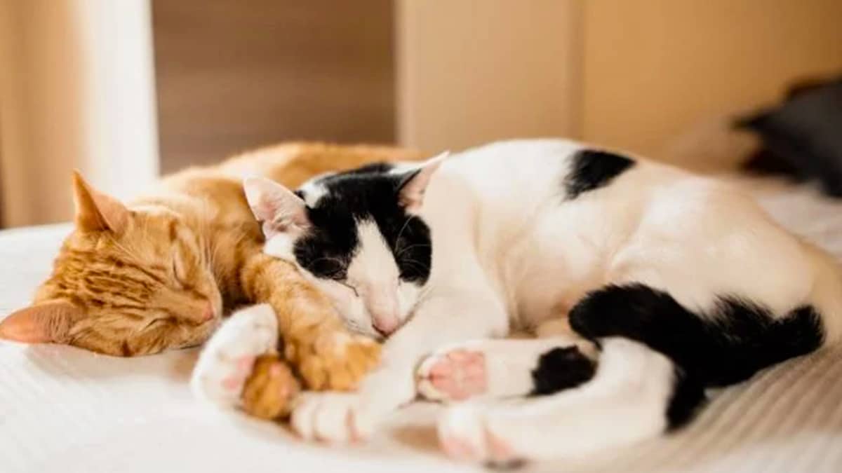 Alerte vétérinaire