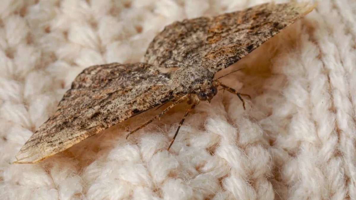 L'astuce naturelle que les mites redoutent