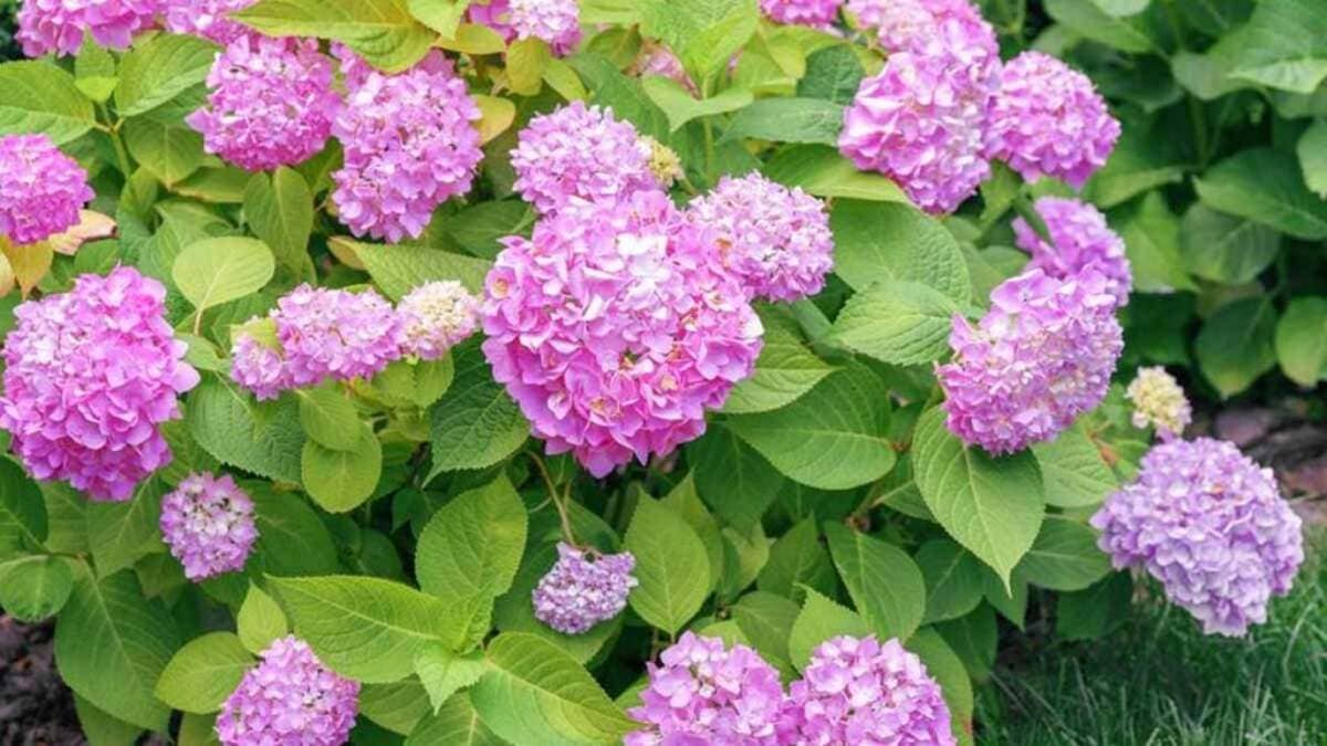 Pourquoi les hortensias ne sont plus les bienvenus dans nos jardins