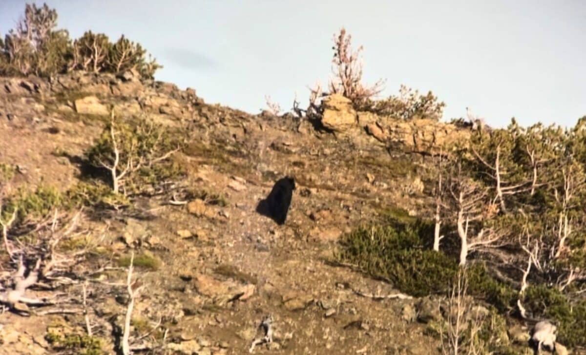 Un prédateur disparu depuis 10 ans filmé par surprise