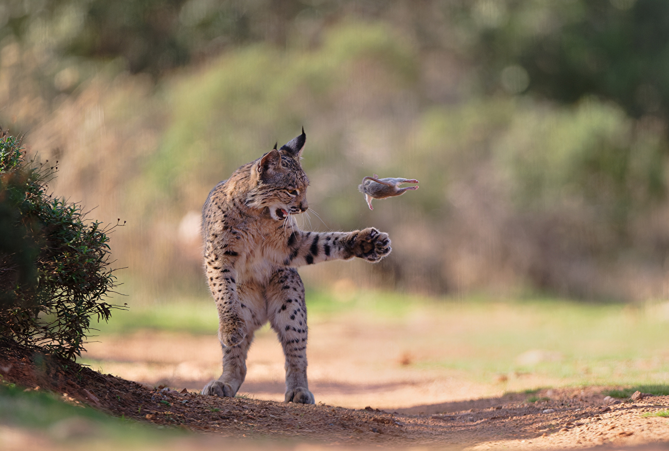 Photographe animalier de l'année Nuveen People's Choice Award 2026 - Flying Rodent par Josef Stefan (Autriche) : un jeune lynx jette un rongeur en l'air de manière ludique avant de le tuer et de le dévorer Photographe animalier de l'année Nuveen People's Choice Award 2026 - Flying Rodent par Josef Stefan (Autriche) : un jeune lynx jette un rongeur en l'air de manière ludique avant de le tuer et de le dévorer
