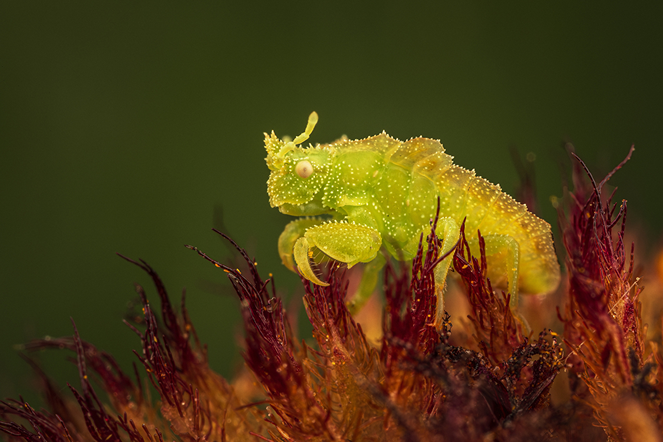 Photographe animalier de l'année Nuveen People's Choice Award 2026 - Prêt à bondir par Joseph Ferraro (États-Unis) : Une nymphe d'insecte en embuscade reste immobile dans une fleur, attendant qu'une proie se promène à sa portée. Photographe animalier de l'année Nuveen People's Choice Award 2026 - Prêt à bondir par Joseph Ferraro (États-Unis) : Une nymphe d'insecte en embuscade reste immobile dans une fleur, attendant qu'une proie se promène à sa portée.