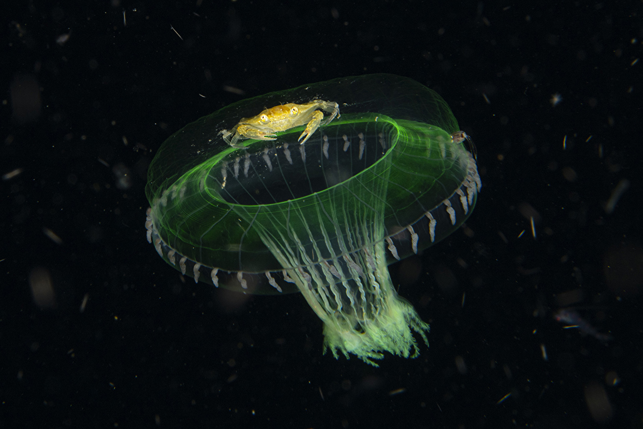 Photographe animalier de l'année Nuveen People's Choice Award 2026 - Along for the Ride de Chris Gug (USA) : Dans l'obscurité de la mer nocturne, un juvénile de crabe nageant fait du stop sur une méduse. Photographe animalier de l'année Nuveen People's Choice Award 2026 - Along for the Ride de Chris Gug (USA) : Dans l'obscurité de la mer nocturne, un juvénile de crabe nageant fait du stop sur une méduse.