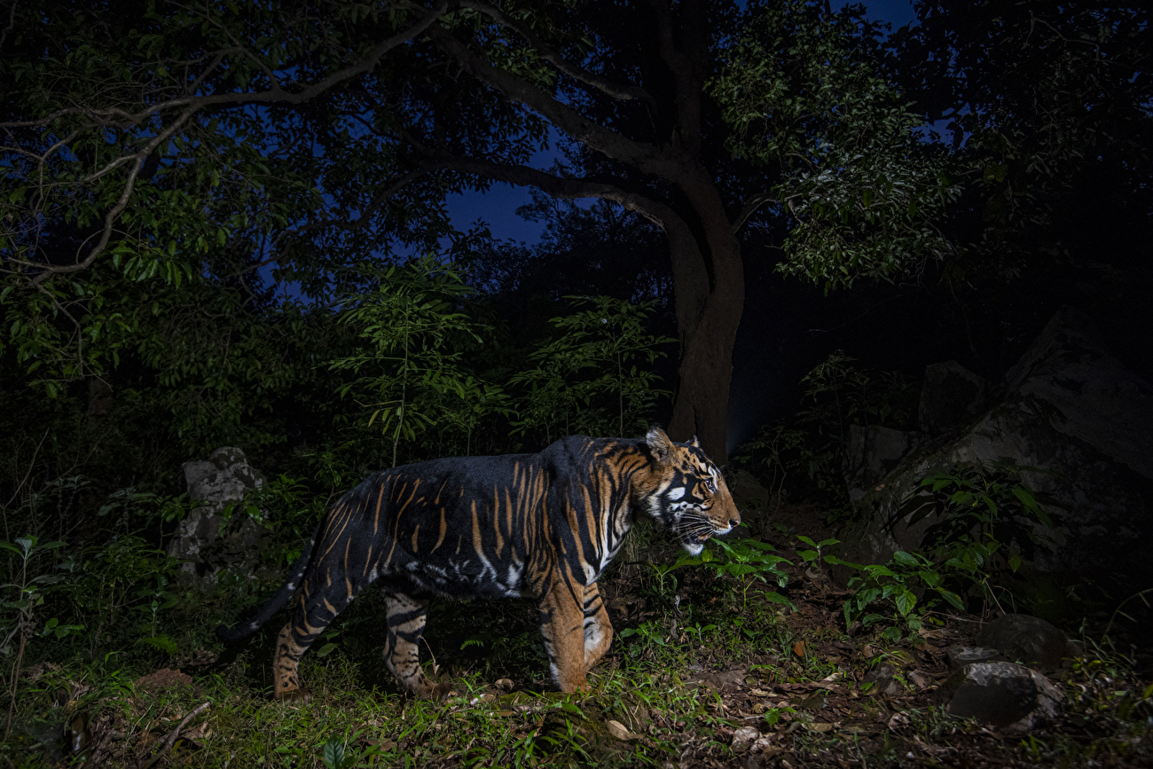 Photographe animalier de l'année Nuveen People's Choice Award 2026 - Dark Knight de Prasenjeet Yadav (Inde) : Un tigre rare aux larges rayures sombres erre dans une réserve de tigres en Inde. Photographe animalier de l'année Nuveen People's Choice Award 2026 - Dark Knight de Prasenjeet Yadav (Inde) : Un tigre rare aux larges rayures sombres erre dans une réserve de tigres en Inde.