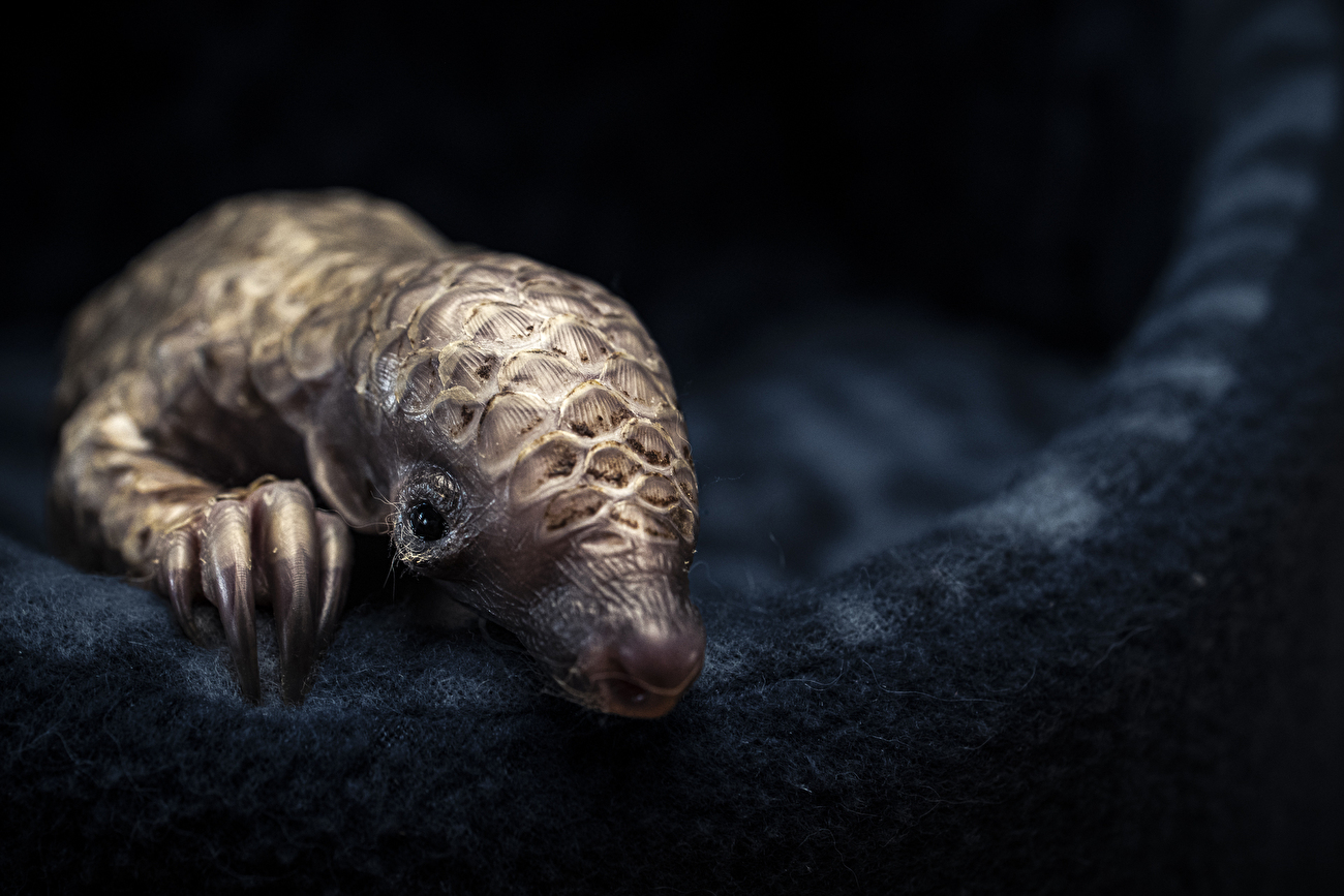 Photographe animalier de l'année Nuveen People's Choice Award 2026 - Un avenir fragile par Lance van de Vyver (Afrique du Sud) : un bébé pangolin se blottit dans la chaleur d'une couverture dans un centre de secours en Afrique du Sud Photographe animalier de l'année Nuveen People's Choice Award 2026 - Un avenir fragile par Lance van de Vyver (Afrique du Sud) : un bébé pangolin se blottit dans la chaleur d'une couverture dans un centre de secours en Afrique du Sud